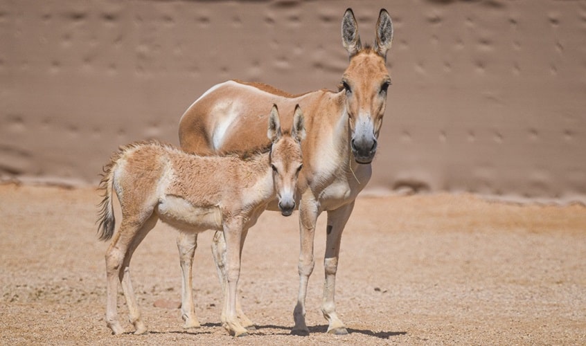 Female onager foal born in Prince Mohammed bin Salman Royal Reserve