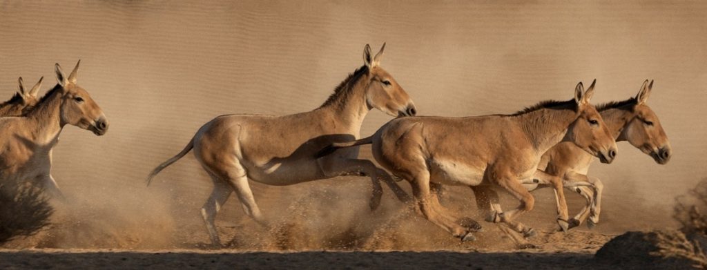 Onager can run up to 70km/h