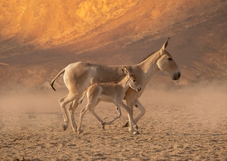 Rare Wild Animal Returns: Born in Saudi for First Time in 100+ Years Saudi