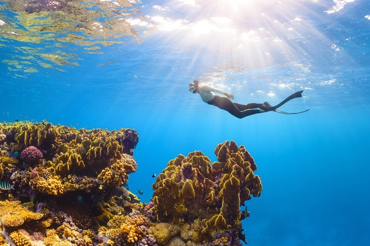 Red Sea Diving: Coral Reefs & Pristine Islands Experience Red sea coral reefs